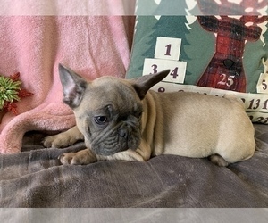 French Bulldog Puppy for sale in JOHNS ISLAND, SC, USA