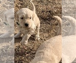 Small Photo #10 Goldendoodle Puppy For Sale in PEYTON, CO, USA
