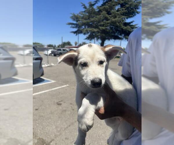 Medium Photo #1 Mutt Puppy For Sale in Stockton, CA, USA