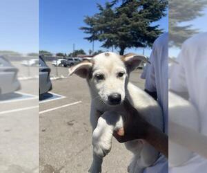 Mutt Dogs for adoption in Stockton, CA, USA
