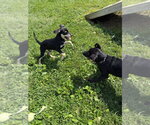 Small #1 Labrador Retriever Mix