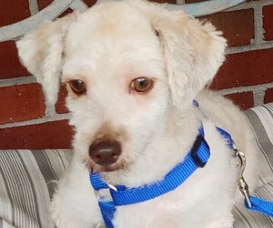 Havanese Puppy for sale in WINSTON SALEM, NC, USA