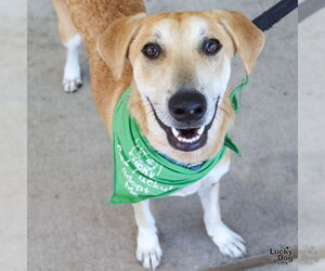 Jared - Male Labrador Retriever-Unknown Mix Dog for Adoption - Photo #5
