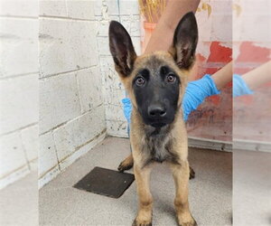 German Shepherd Dog Dogs for adoption in San Bernardino, CA, USA