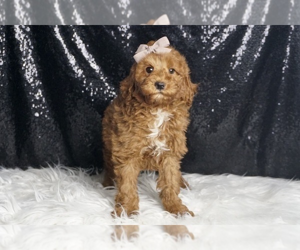 Medium Photo #63 Goldendoodle (Miniature) Puppy For Sale in WARSAW, IN, USA