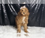 Small Photo #63 Goldendoodle (Miniature) Puppy For Sale in WARSAW, IN, USA
