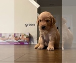 Puppy green Golden Retriever