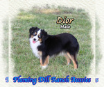 Image preview for Ad Listing. Nickname: Dior