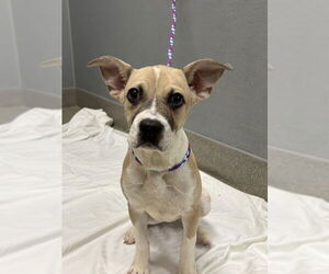 Mutt Dogs for adoption in Las Vegas, NV, USA