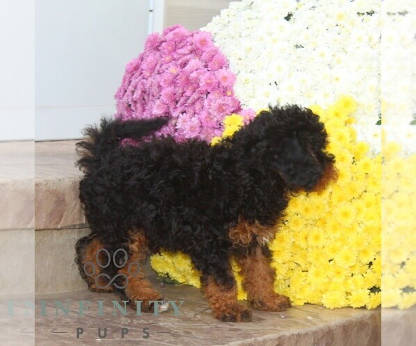 Medium Photo #3 Cavapoo Puppy For Sale in NOTTINGHAM, PA, USA