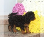 Small #2 Cavapoo
