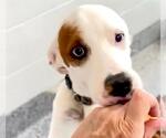 Small #1 Labrador Retriever Mix