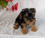 Small #5 Yorkshire Terrier