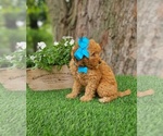 Small #3 Goldendoodle