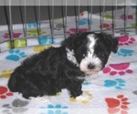 Small #11 Maltipoo
