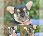 Puppy Dior French Bulldog