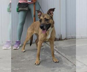 German Shepherd Dog-Unknown Mix Dogs for adoption in Louisville, KY, USA