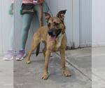 Small German Shepherd Dog Mix
