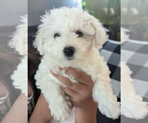 Bichon Frise Puppy for sale in STOCKTON, CA, USA