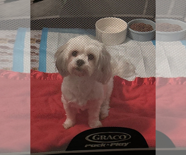 Medium Photo #1 Morkie-Shih Tzu Mix Puppy For Sale in VIRGINIA BEACH, VA, USA