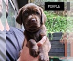 Puppy 6 Labrador Retriever