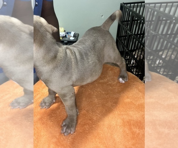 Medium Photo #8 American Bully Puppy For Sale in SNELLVILLE, GA, USA
