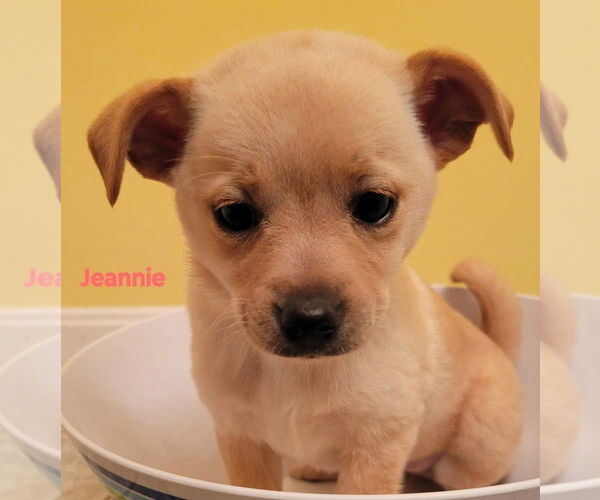 Medium Photo #1 Cairn Terrier-Feist Terrier Mix Puppy For Sale in Aurora, IN, USA