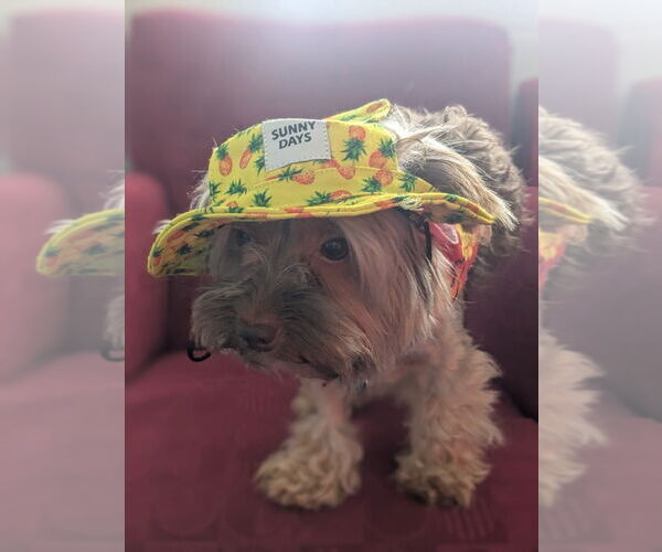Medium Photo #3 Mutt Puppy For Sale in Muskegon, MI, USA