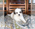 Maverick - Male Mal-Shi Puppy for Sale - Photo #3