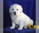 Small Photo #1 English Cream Golden Retriever Puppy For Sale in MYERSTOWN, PA, USA
