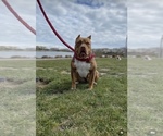 Small Photo #4 American Bully Puppy For Sale in LATHROP, CA, USA