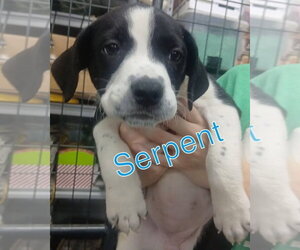 Mutt Dogs for adoption in Evansville, IN, USA