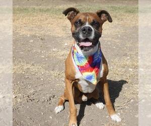 Boxer-Unknown Mix Dogs for adoption in San Antonio, TX, USA