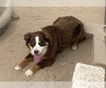Small #1 Miniature Australian Shepherd