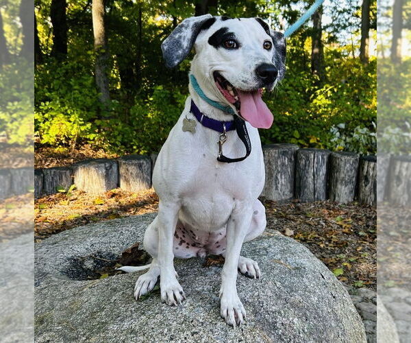 Medium Photo #8 Pointer-Unknown Mix Puppy For Sale in Boston, MA, USA