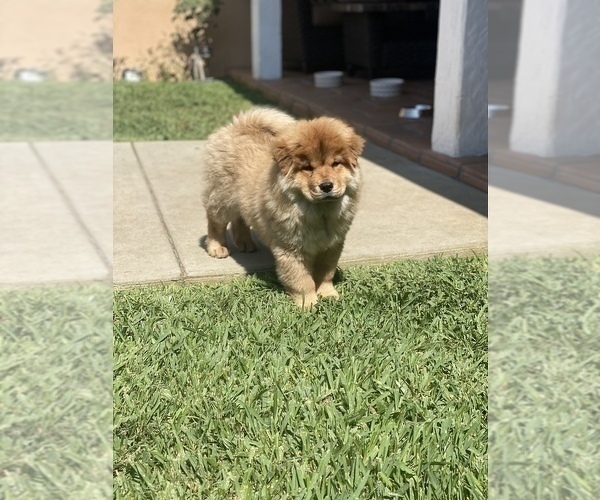 Medium Photo #6 Chow Chow Puppy For Sale in PASADENA, CA, USA