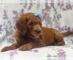 Small Photo #15 Goldendoodle-Poodle (Standard) Mix Puppy For Sale in LAKELAND, FL, USA