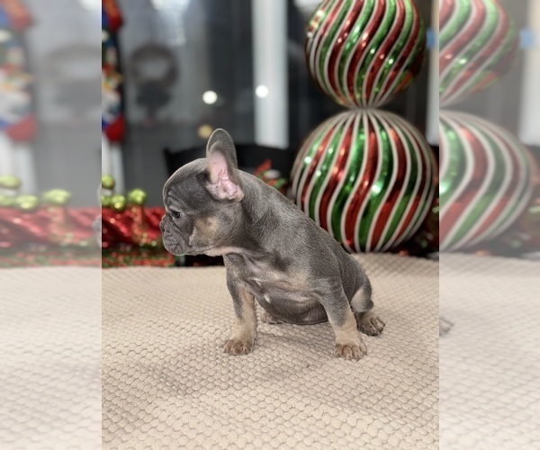 Medium Photo #8 French Bulldog Puppy For Sale in HILTON, NY, USA