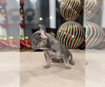 Small Photo #8 French Bulldog Puppy For Sale in HILTON, NY, USA