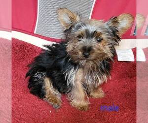 Yorkshire Terrier Puppy for Sale in CONKLIN, New York USA