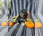 Small #5 Poodle (Miniature)