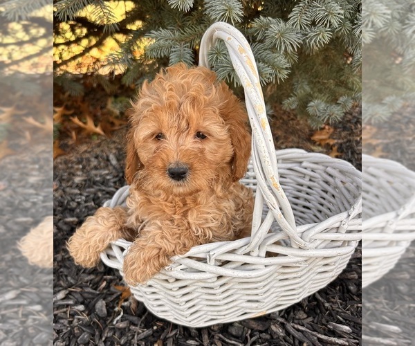 Medium Photo #2 Goldendoodle (Miniature) Puppy For Sale in MIDDLEBURY, IN, USA