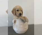 Puppy Daisy Golden Retriever