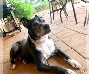 Marni - Female Boxer-Unknown Mix Dog for Adoption - Photo #16