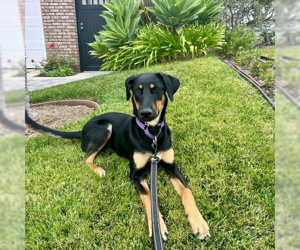 Medium Photo #7 German Shepherd Dog-Unknown Mix Puppy For Sale in San Juan Capistrano, CA, USA