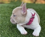 Small Photo #4 French Bulldog Puppy For Sale in PALM BAY, FL, USA