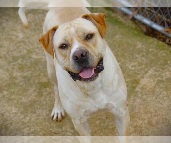 Medium Photo #2 Labrador Retriever Puppy For Sale in Tallahassee, FL, USA