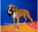 Small #5 Boxer