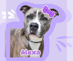 Small American Pit Bull Terrier Mix