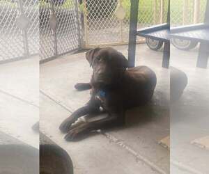 Chocolate Labrador retriever-Unknown Mix Dogs for adoption in Plainfield, IL, USA
